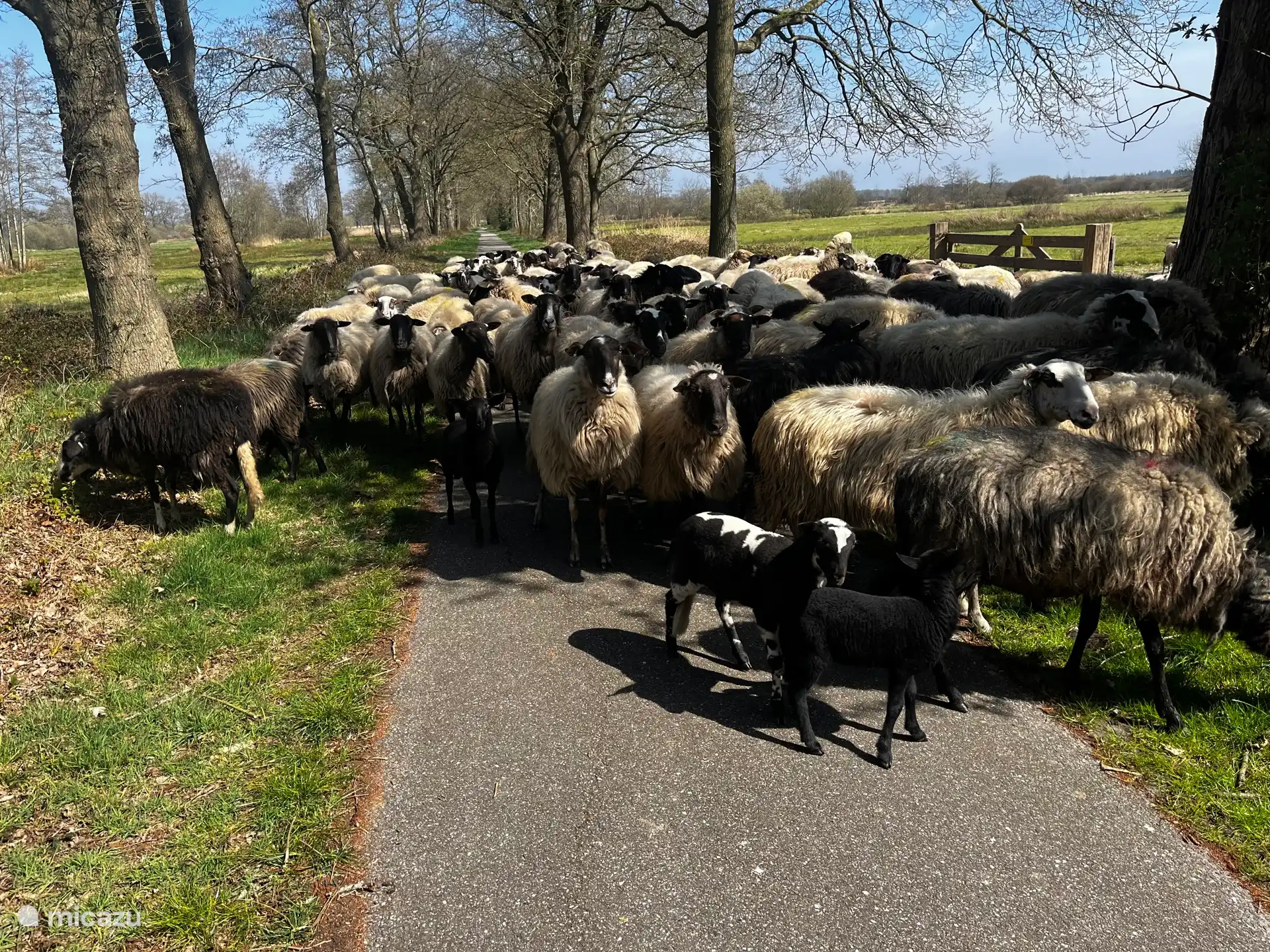 Hinter unserem Haus läuft oft die Herde 