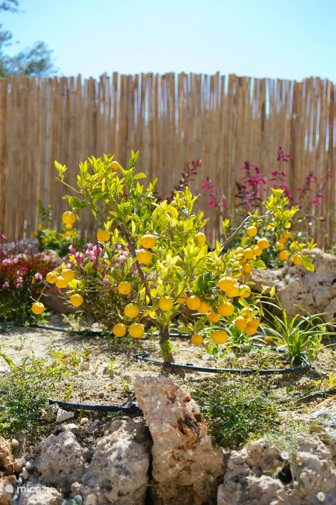 Detail from the Garden 