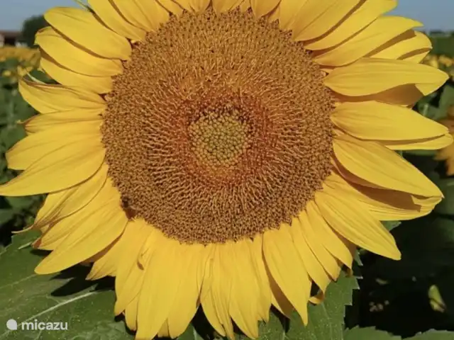 Location de Vacances France, Lot-et-Garonne, Montayral, gîte / cottage - La belle vue  Tournesol
