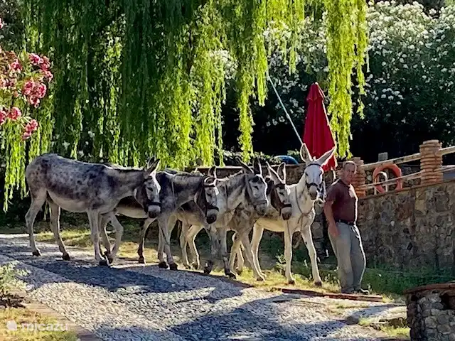 Ezelritjes voor de kleintjes