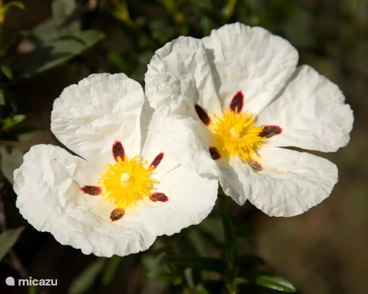 Spektakuläre Fauna in der Flora