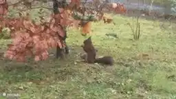 Pájaros, ardillas, erizos y (a veces) luciérnagas se pueden ver desde la terraza. 