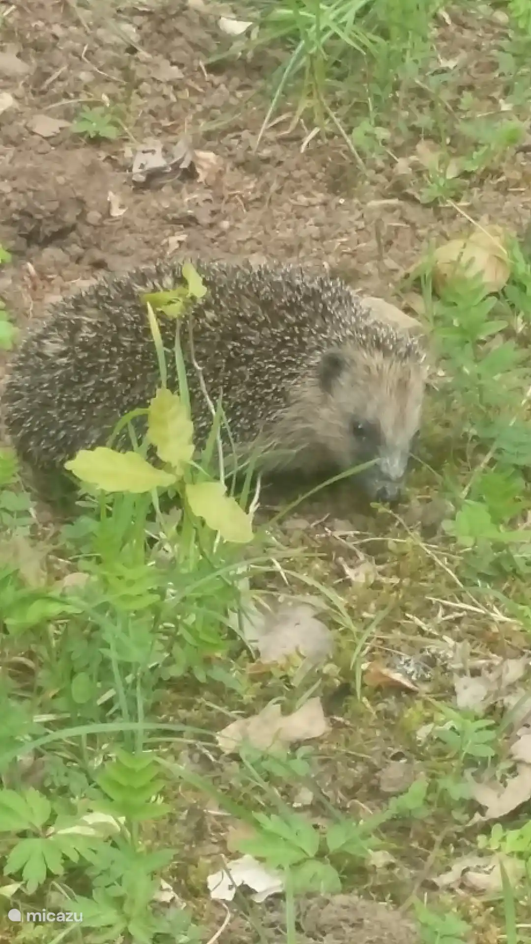 Por la noche, el jardín forestal es visitado por zorros y garduñas.
