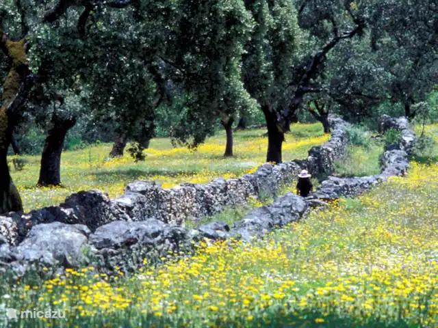 MAISON DE LA TORTUE | Espagne, Andalousie, Alajar - finca Wandelen