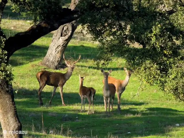 MAISON DE LA TORTUE | Espagne, Andalousie, Alajar - finca Balg in de herfst