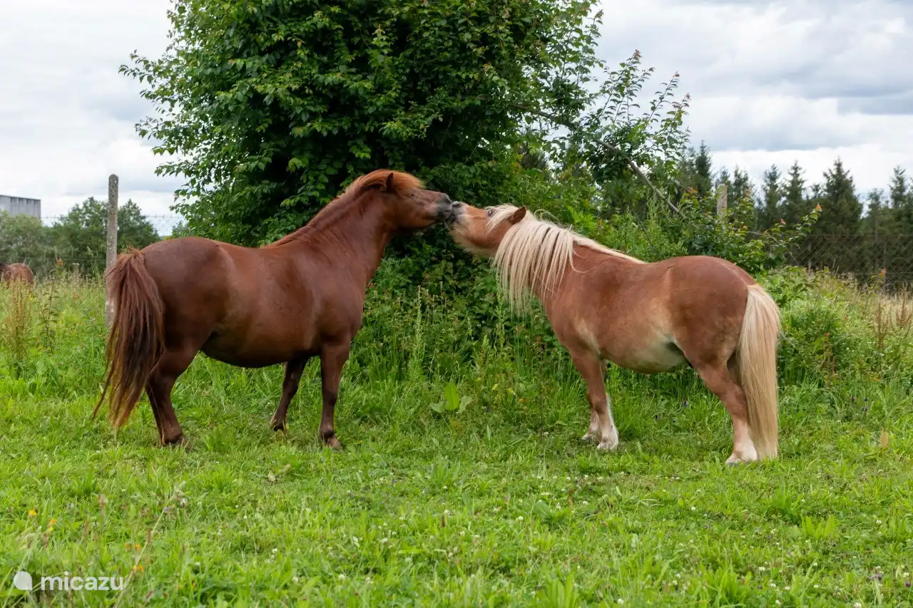 Bobo et Liliy, nos poneys