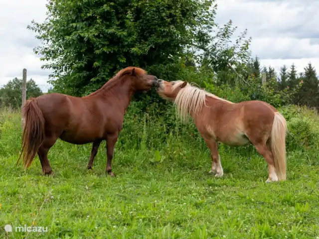 Zichovec`Bohemia huren in Tsjechië, Zuid-Bohemen, Strunkovice nad Blanicí - appartement Bobo en Liliy, onze pony's
