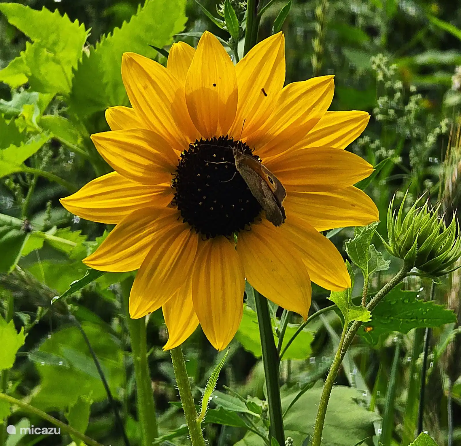 wandering at Gerven. Most beautiful routes.nl