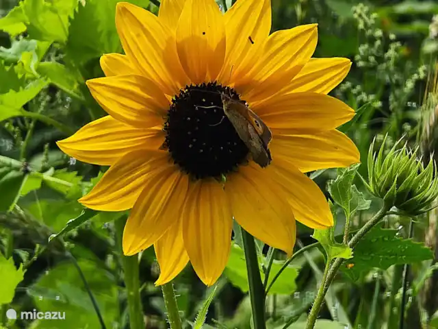 bungaló en Países Bajos, Güeldres, Putten – El lugar de Veluwe vagando por Gerven. Más bello routes.nl