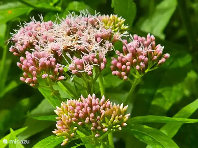 bungaló en Países Bajos, Güeldres, Putten – El lugar de Veluwe Más bello routes.nl