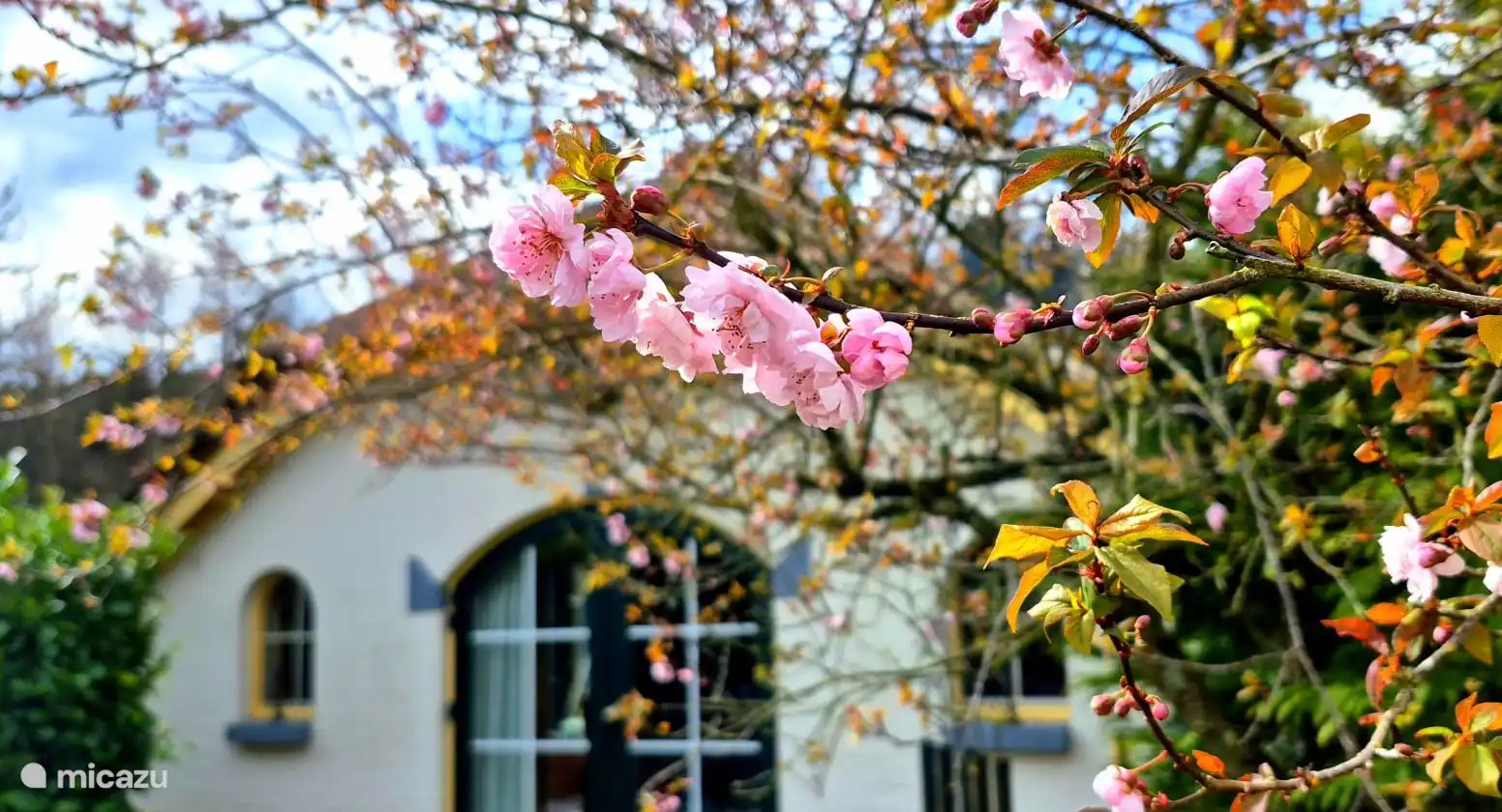 Beautiful garden, with many species of plants.