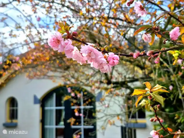bungaló en Países Bajos, Güeldres, Putten – El lugar de Veluwe Hermoso jardín, con muchas especies de plantas.