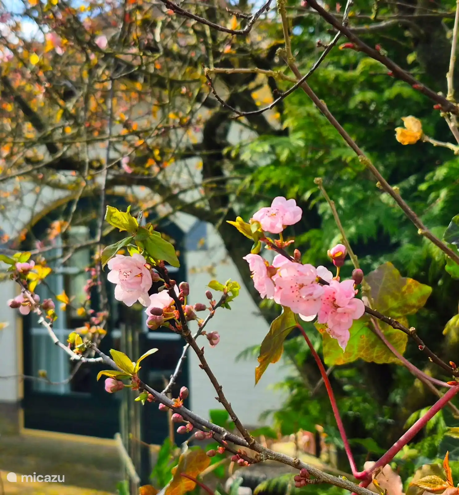 beautiful garden fenced off to fully enjoy peace and sun