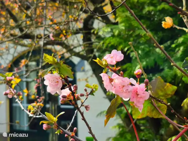 bungaló en Países Bajos, Güeldres, Putten – El lugar de Veluwe Hermoso jardín vallado para disfrutar plenamente de la paz y el sol