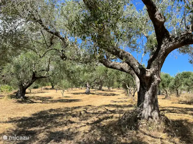 Location de Vacances Italie, Campanie, San Giovanni a Piro, villa - Casa della Montagna