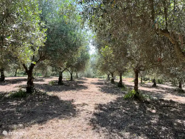 Location de Vacances Italie, Campanie, San Giovanni a Piro, villa - Casa della Montagna