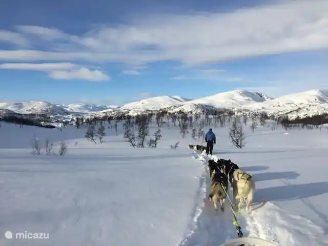 Location de Vacances Norvège, Telemark, Vradal, cabane en bois / lodge - Lillelørdag Hytte Environnement
