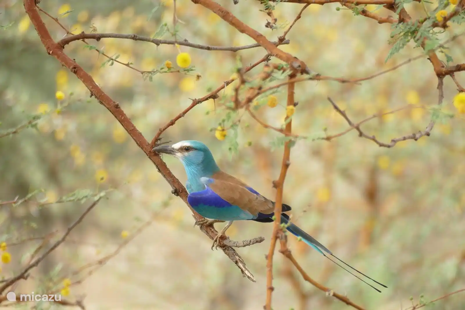 Reserve de Bandia Senegal