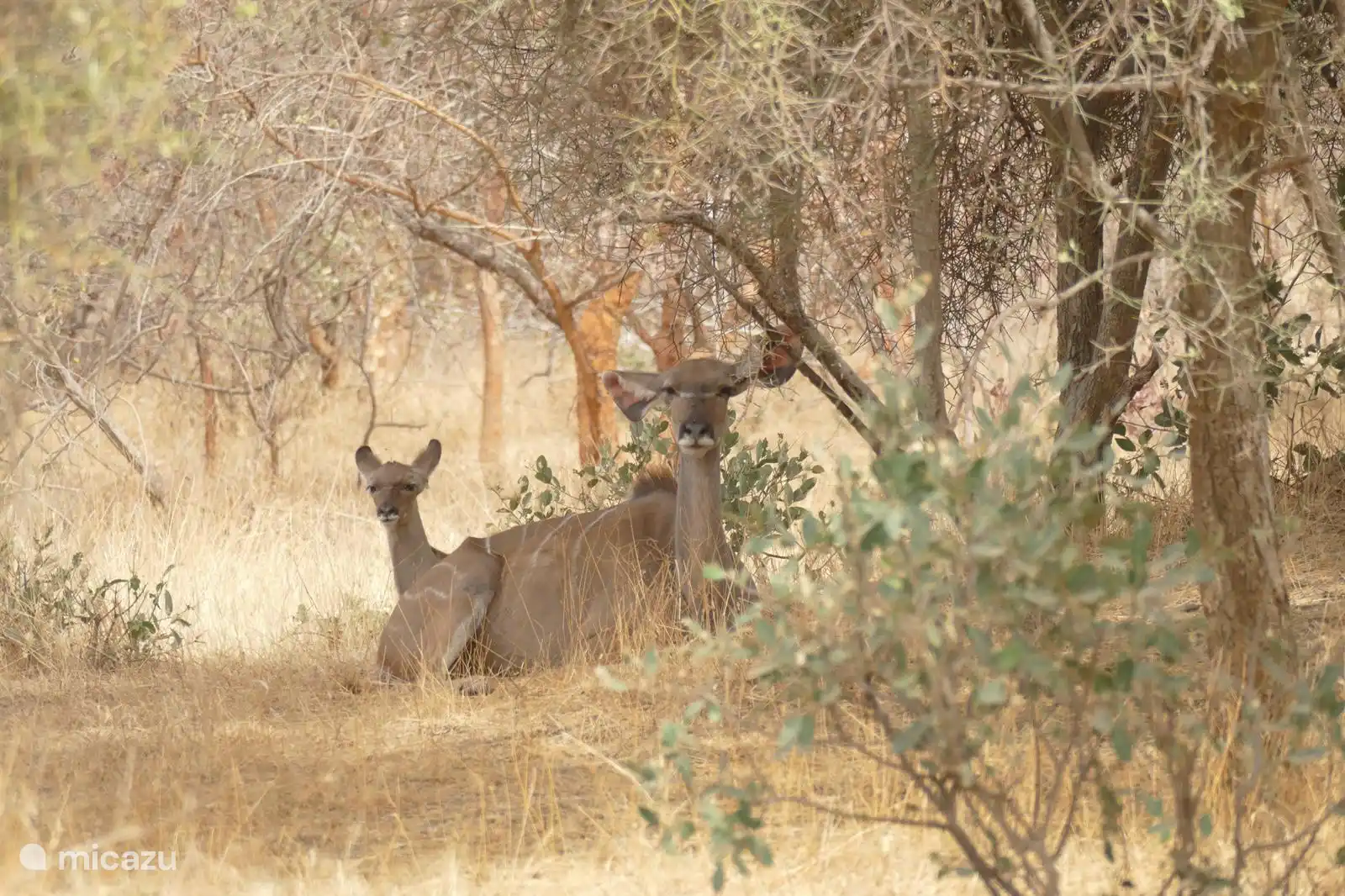Ausflug nach Bandia Senegal