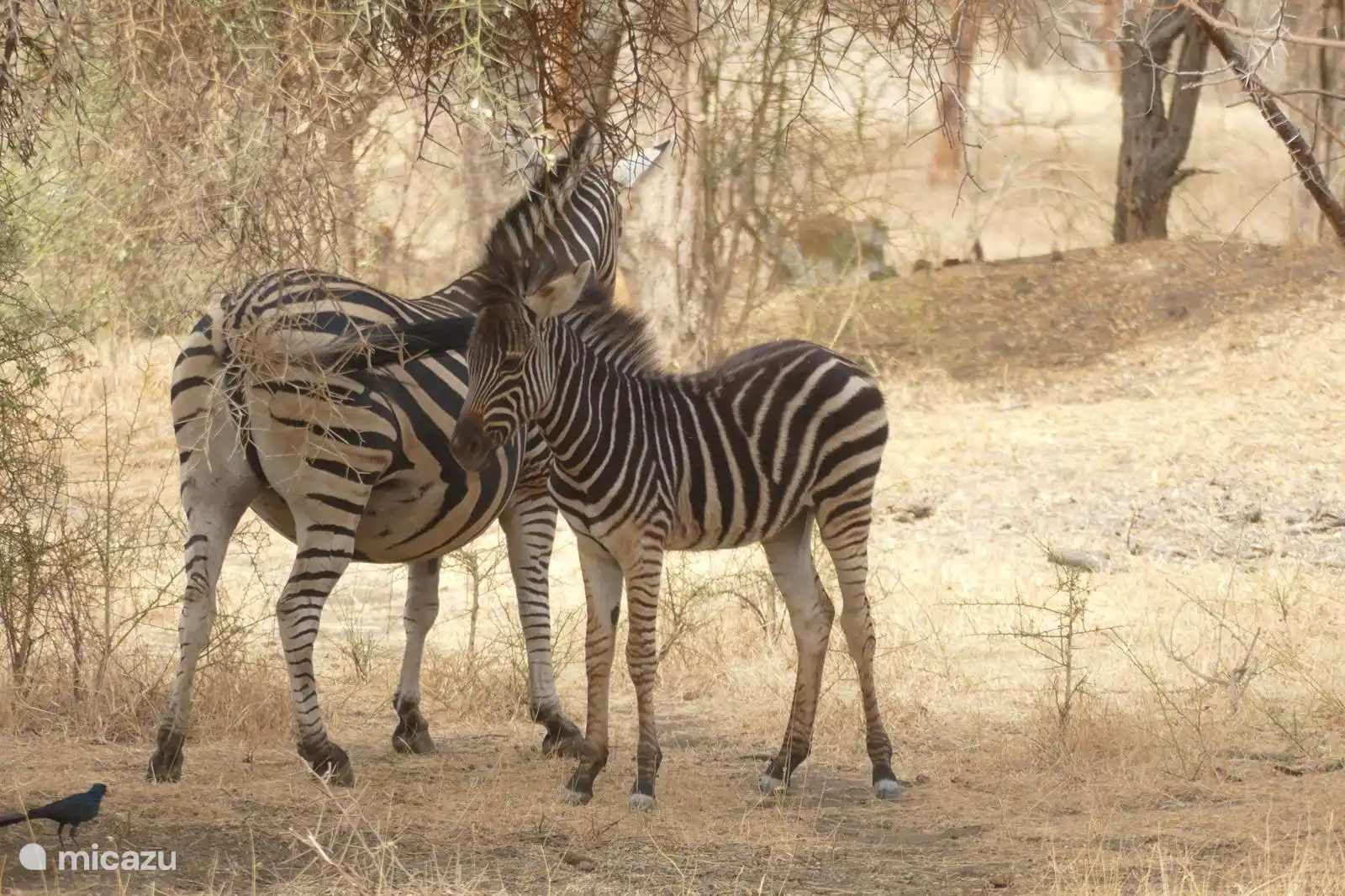 Reserve de Bandia Senegal