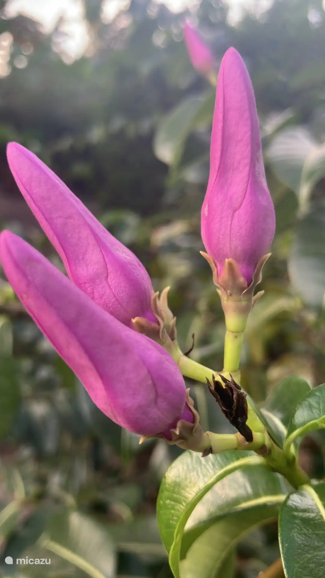 Fotos aus unserem eigenen Garten mit schönen Blumen und 10 Vogelarten, die im Garten vorbeiziehen. 