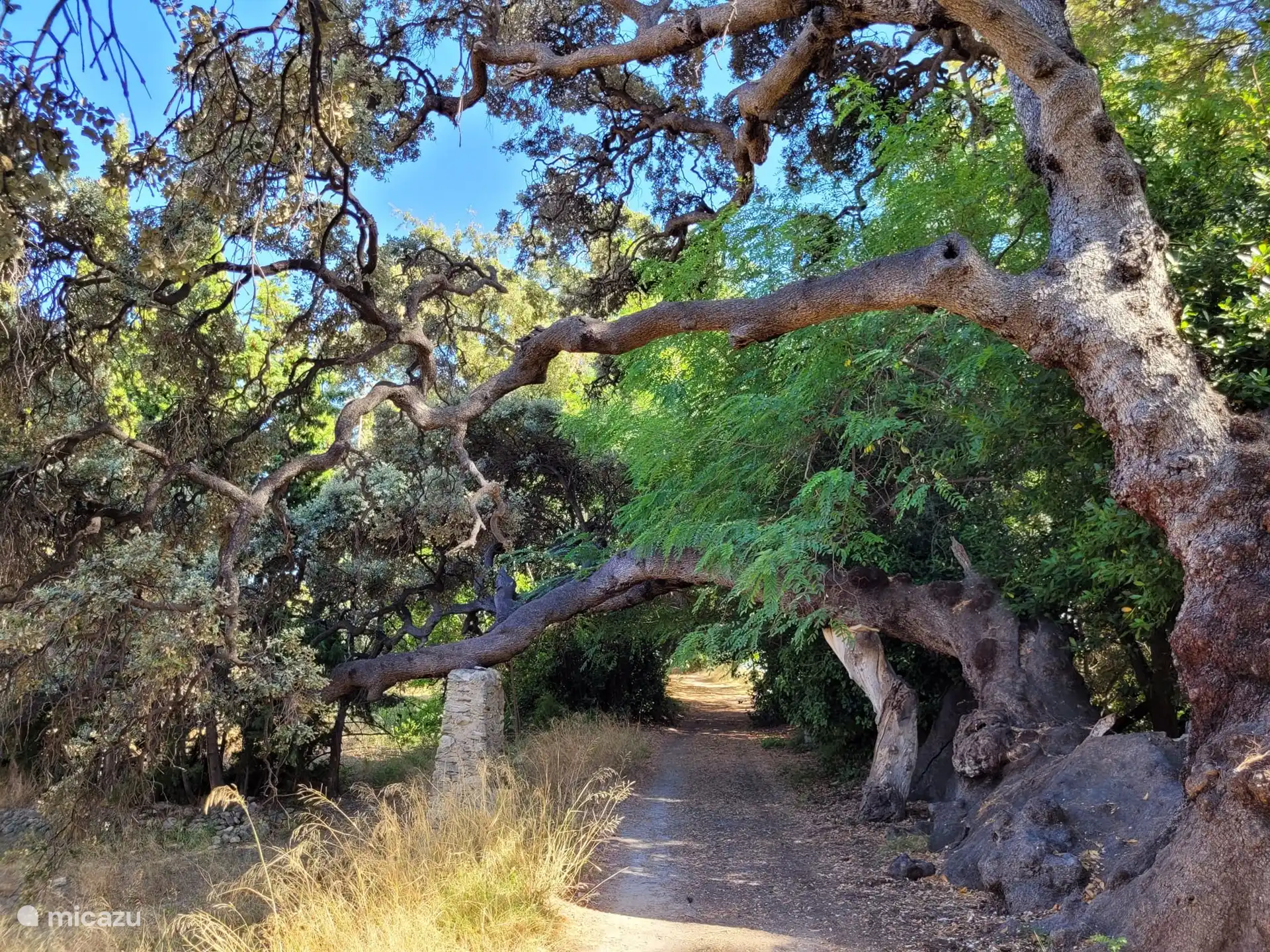 Der älteste Baum von Alicante steht in unserem Garten  