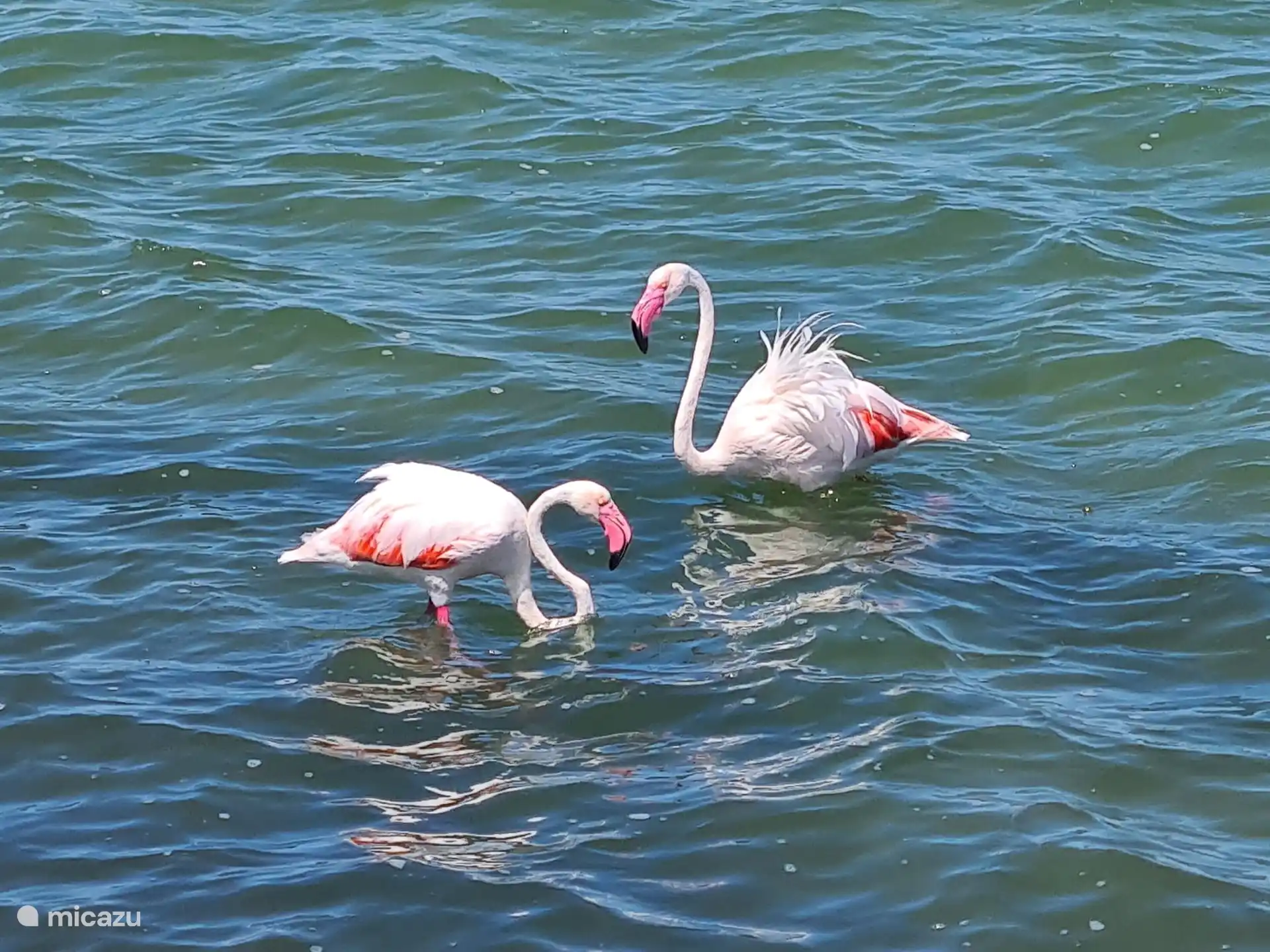 Región conocida por sus flamencos rosados
