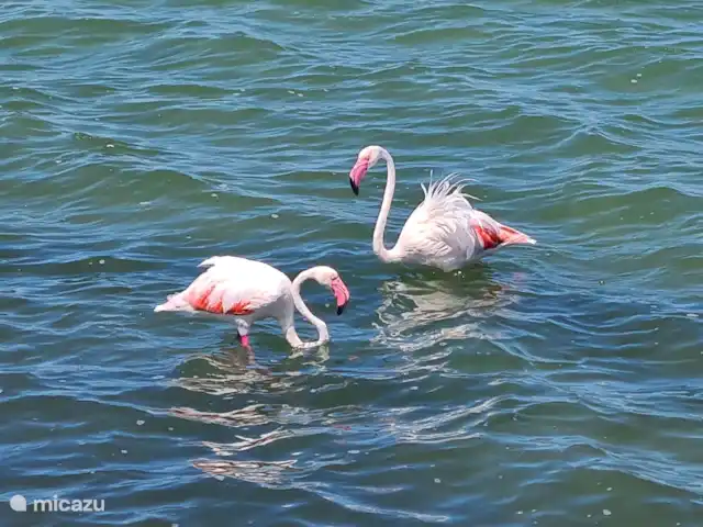Location de Vacances Espagne, Costa Blanca, Guardamar del Segura, appartement - Casa Croes - Plage de l’Oasis XIII Région connue pour ses flamants roses