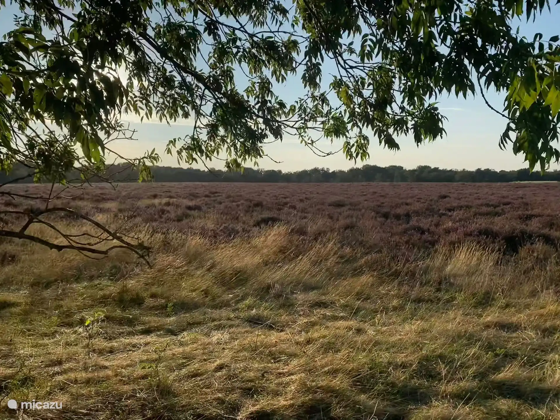 Une belle lande à proximité. 