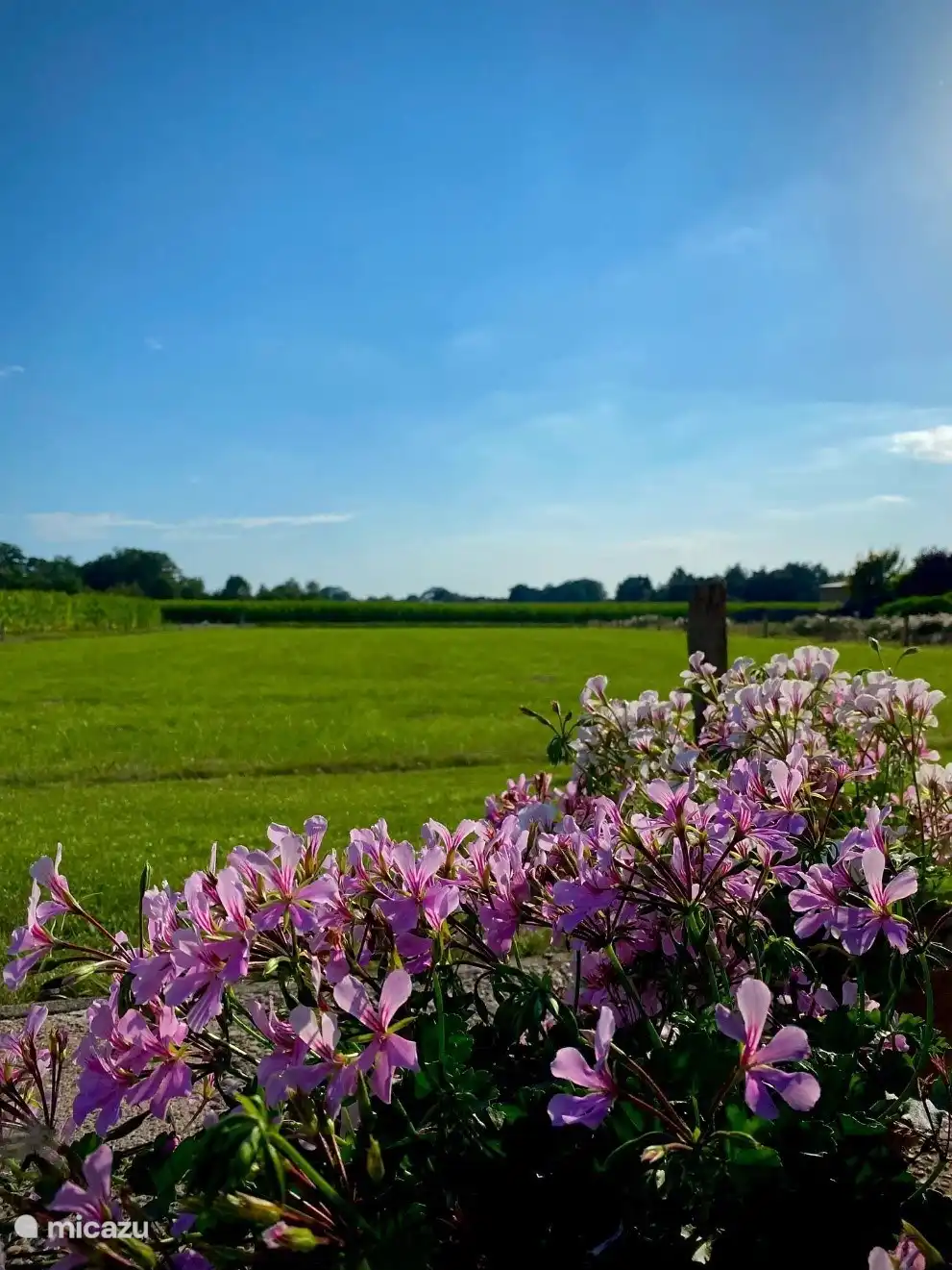 Une abondance colorée de fleurs avec de vastes champs en arrière-plan. 