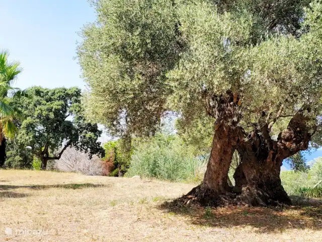 Location de Vacances France, Pyrénées-Orientales, Argelès-sur-Mer, appartement - Appartement Argelès-sur-Mer vue mer