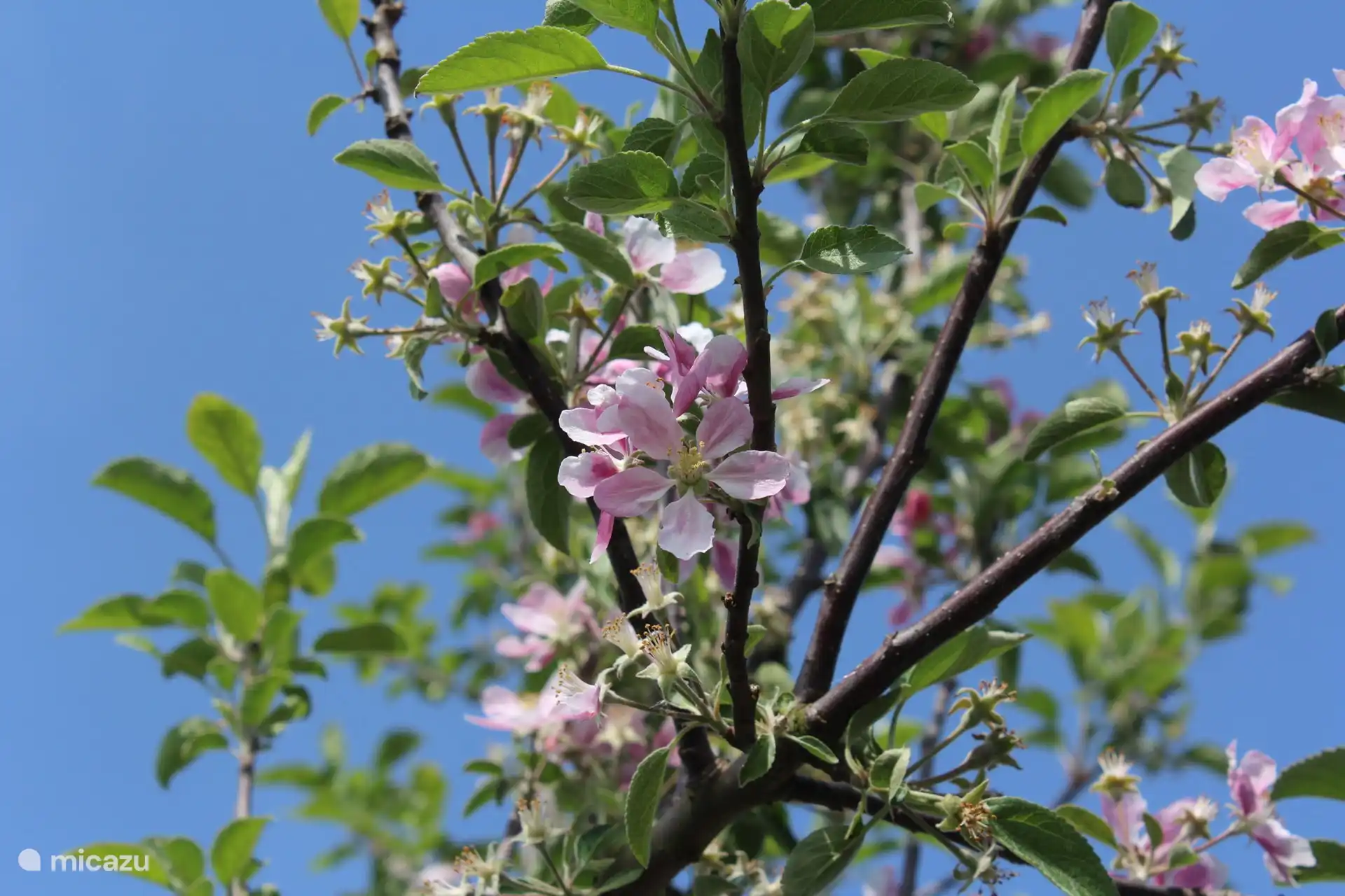 Das Ferienhaus ist von Standard-Obstbäumen umgeben, von denen Sie pflücken können, wenn es Zeit ist. Äpfel, Birnen, Pflaumen, Kirschen