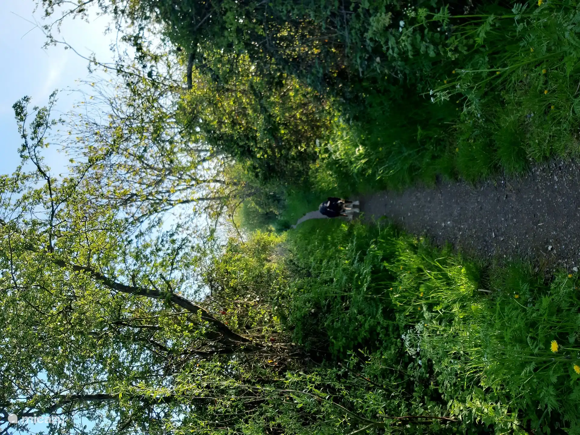 Es gibt viele Wandermöglichkeiten in der Gegend durch die Heckengebiete oder die Blumendeiche von South Beveland.