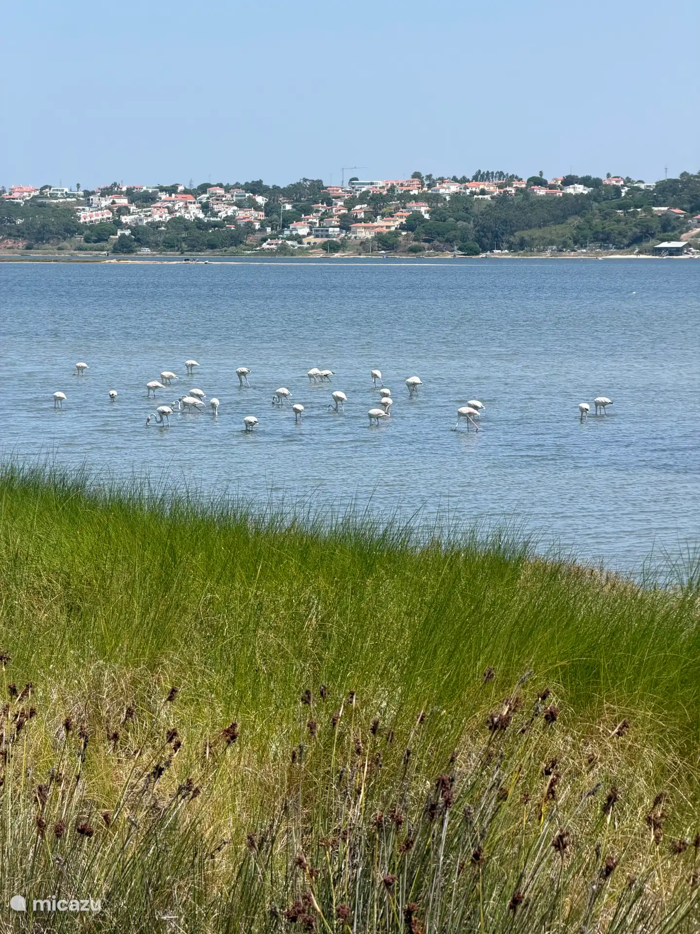 Flamingo’s