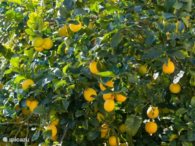 El Rinconcito huren in Spanje, Costa Blanca, Jávea - studio Tuin