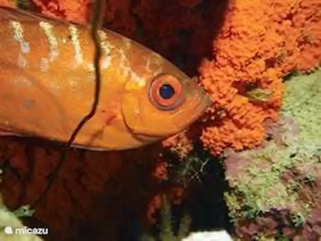 Location de Vacances Curaçao, Banda Abou (ouest), Fontein, appartement - Sonrisa Curaçao, Solo Et bien sûr la plongée