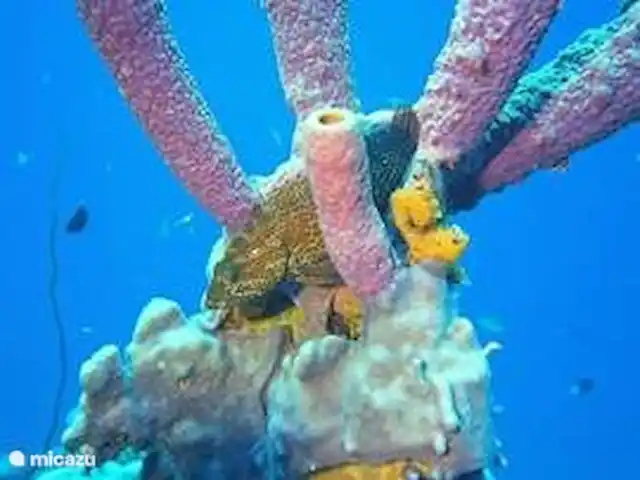 Location de Vacances Curaçao, Banda Abou (ouest), Fontein, appartement - Sonrisa Curaçao, Solo Proche de magnifiques sites de plongée