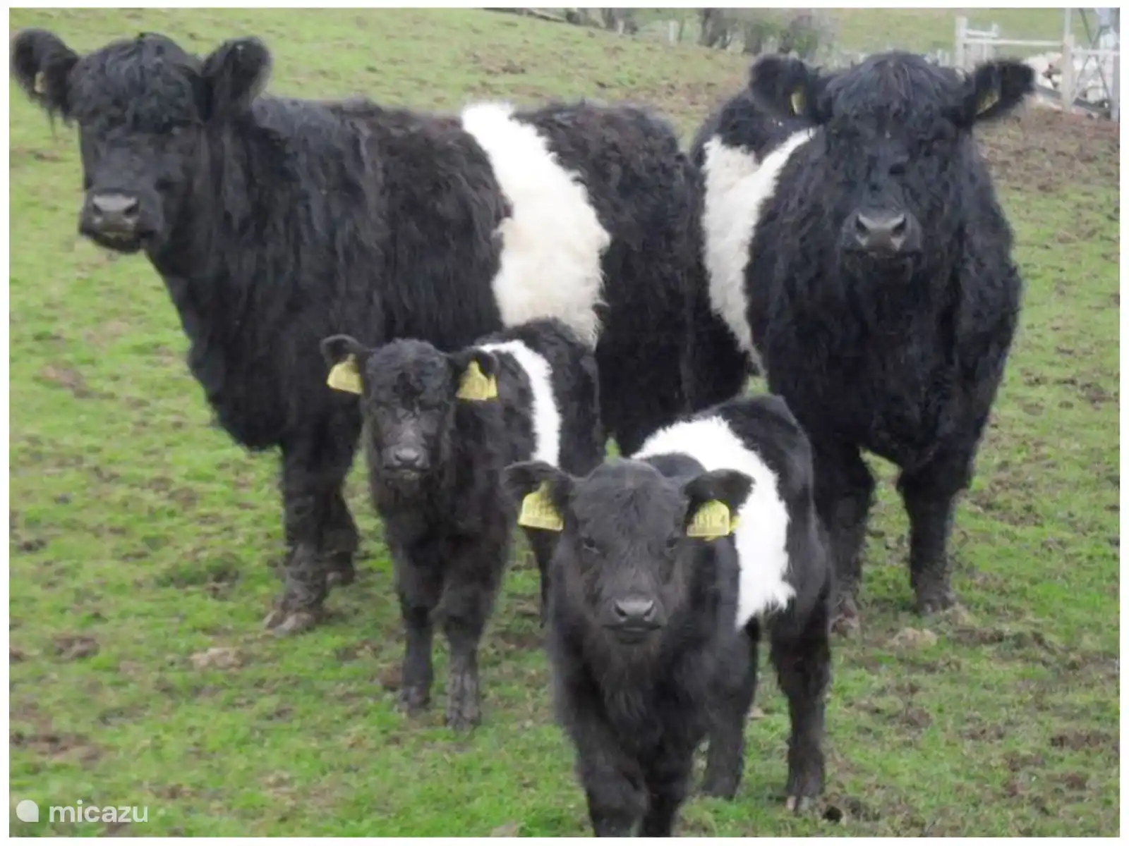 Familie Galloway in Ganties