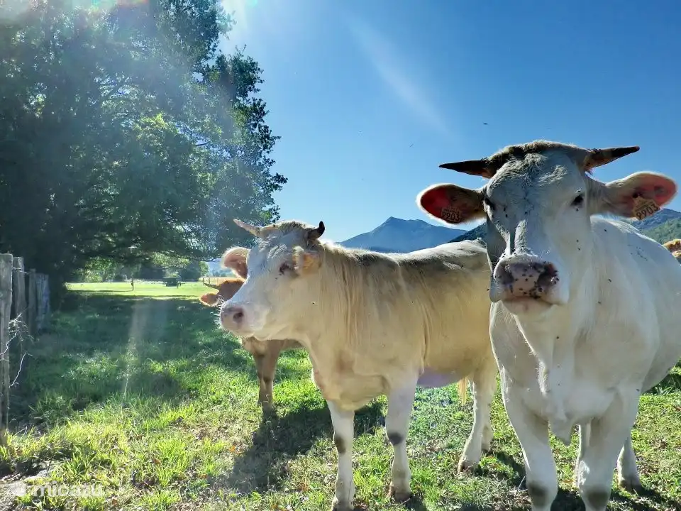 Umgebung Estadens | Französische Pyrenäen.
