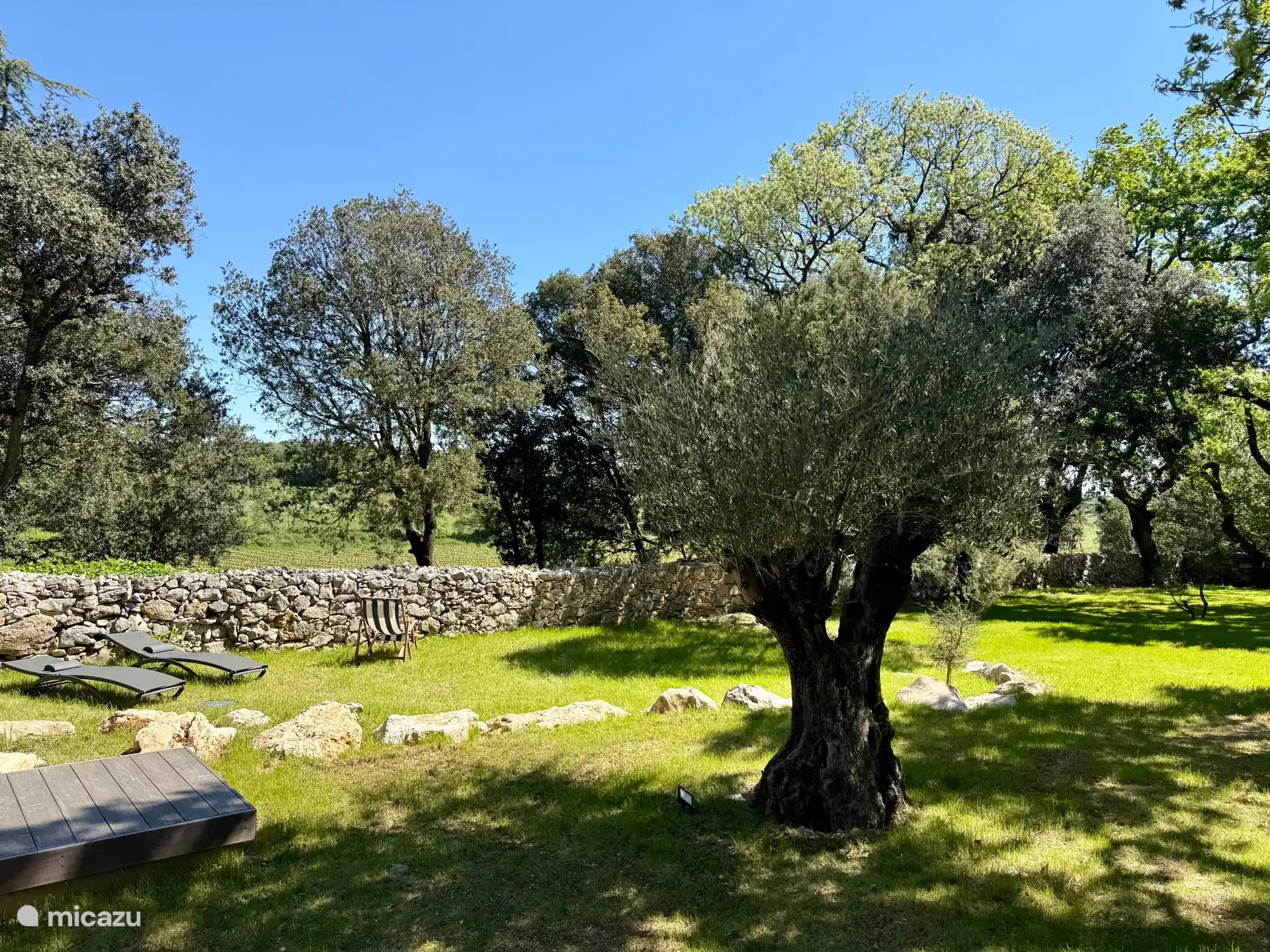 El magnífico olivo centenario