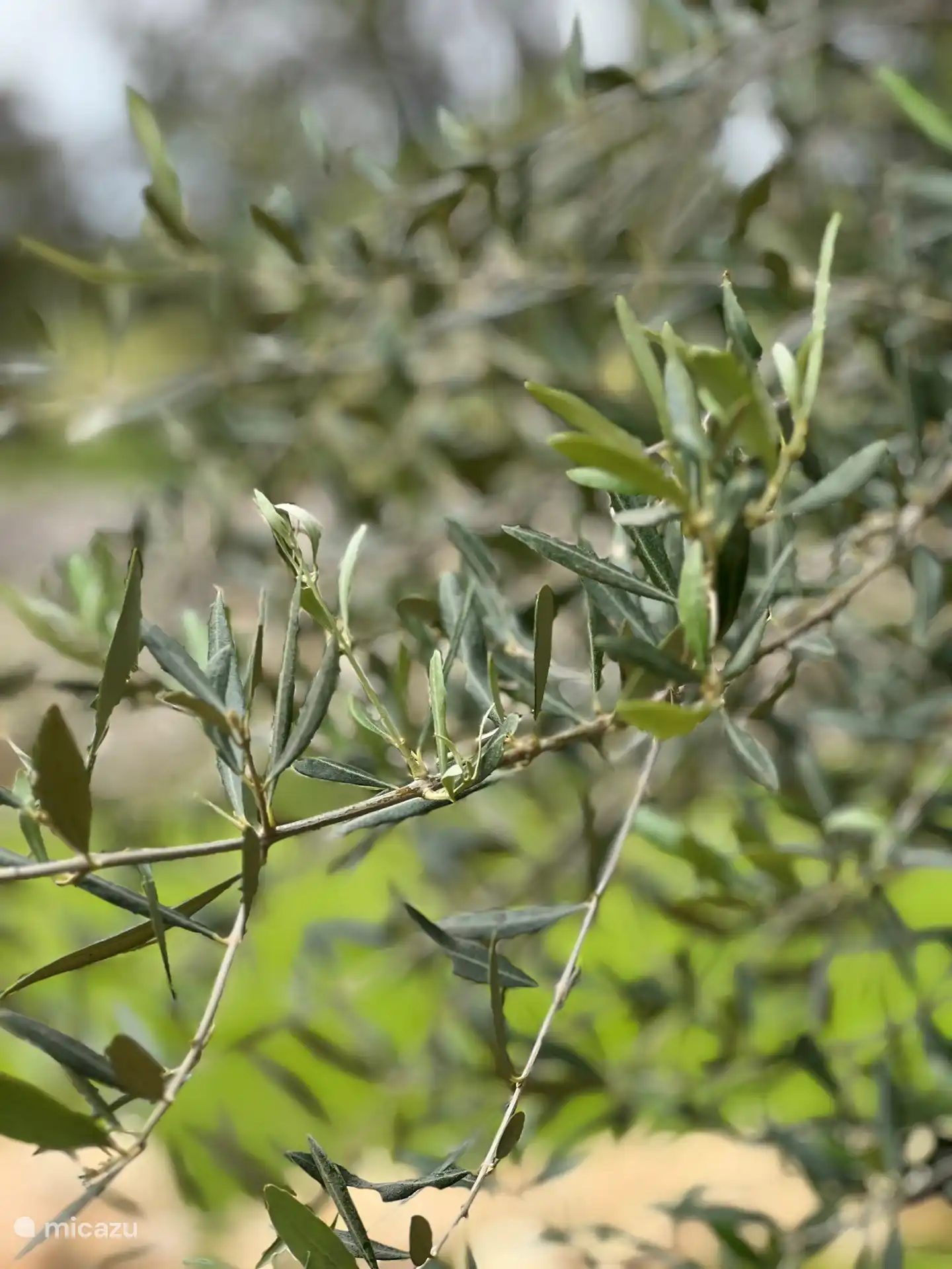 Er staat een 'Antieke' olijfboom net naast het zwembad, zijn brede grillige stam en zilvergrijze bladeren vertellen verhalen van zon, stilte en mediterrane aarde