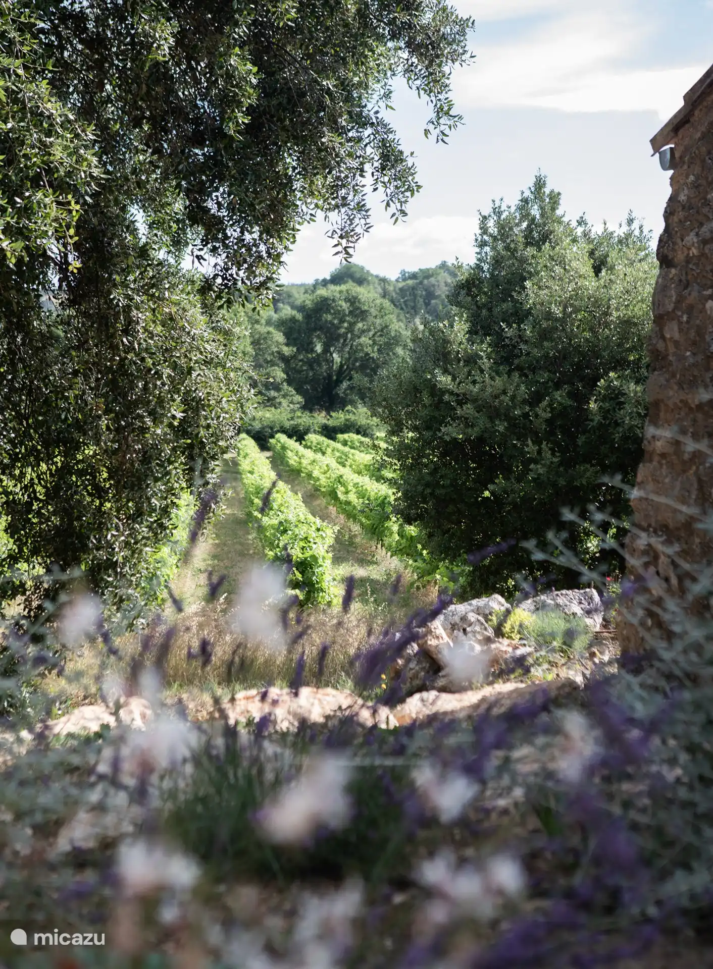 Wijngaarden annex de Schaapskooi !