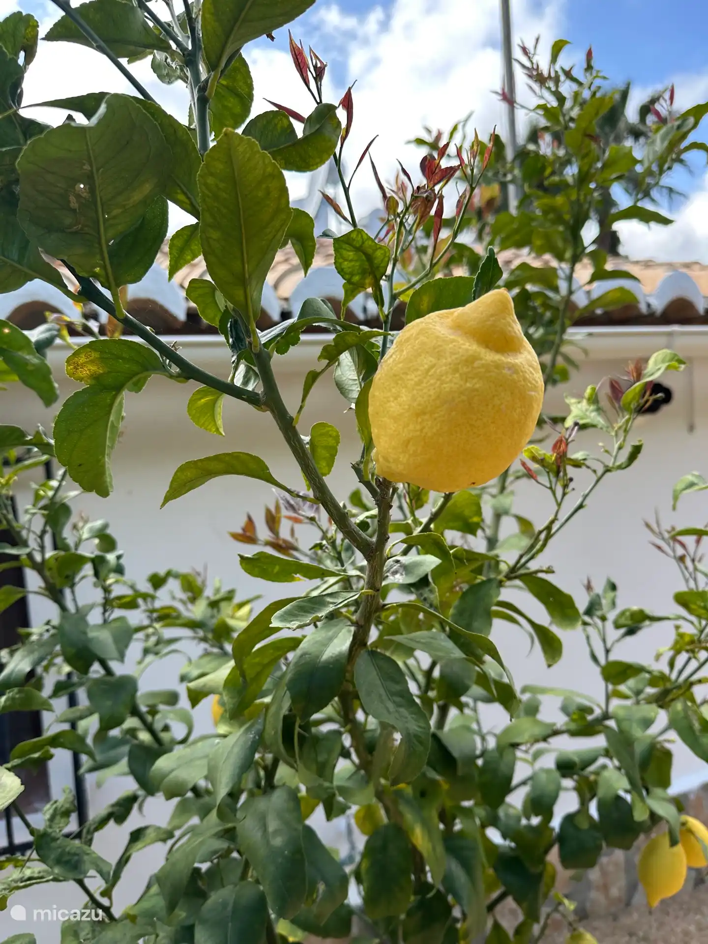 Lemon, lime etc. at kitchen door