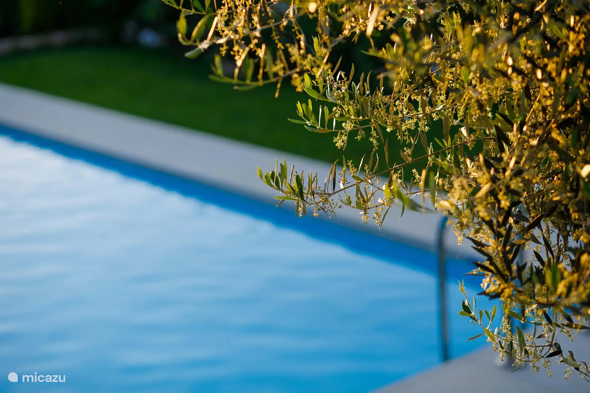 Die Olivenbäume am Pool