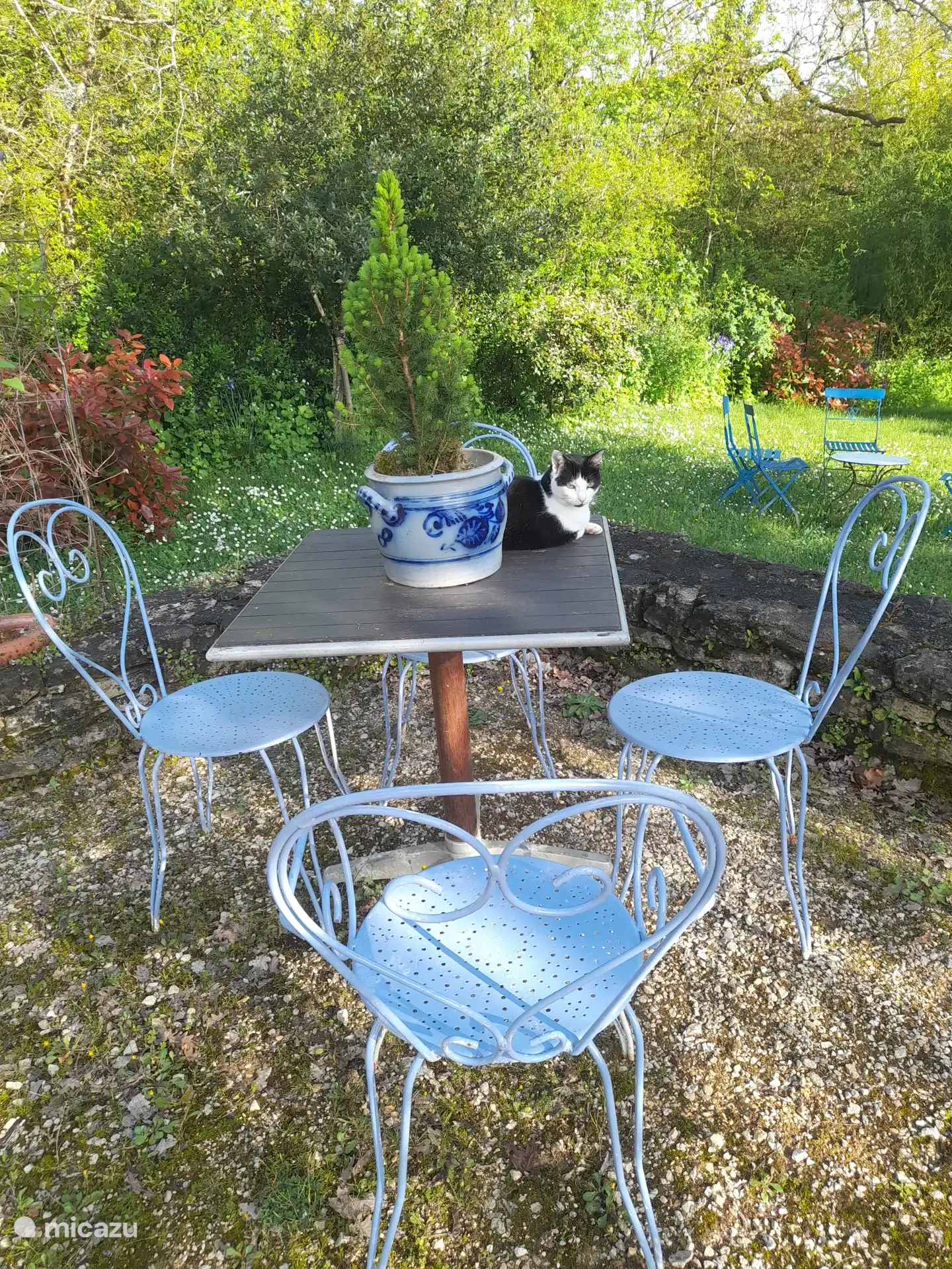 Garten mit Katze