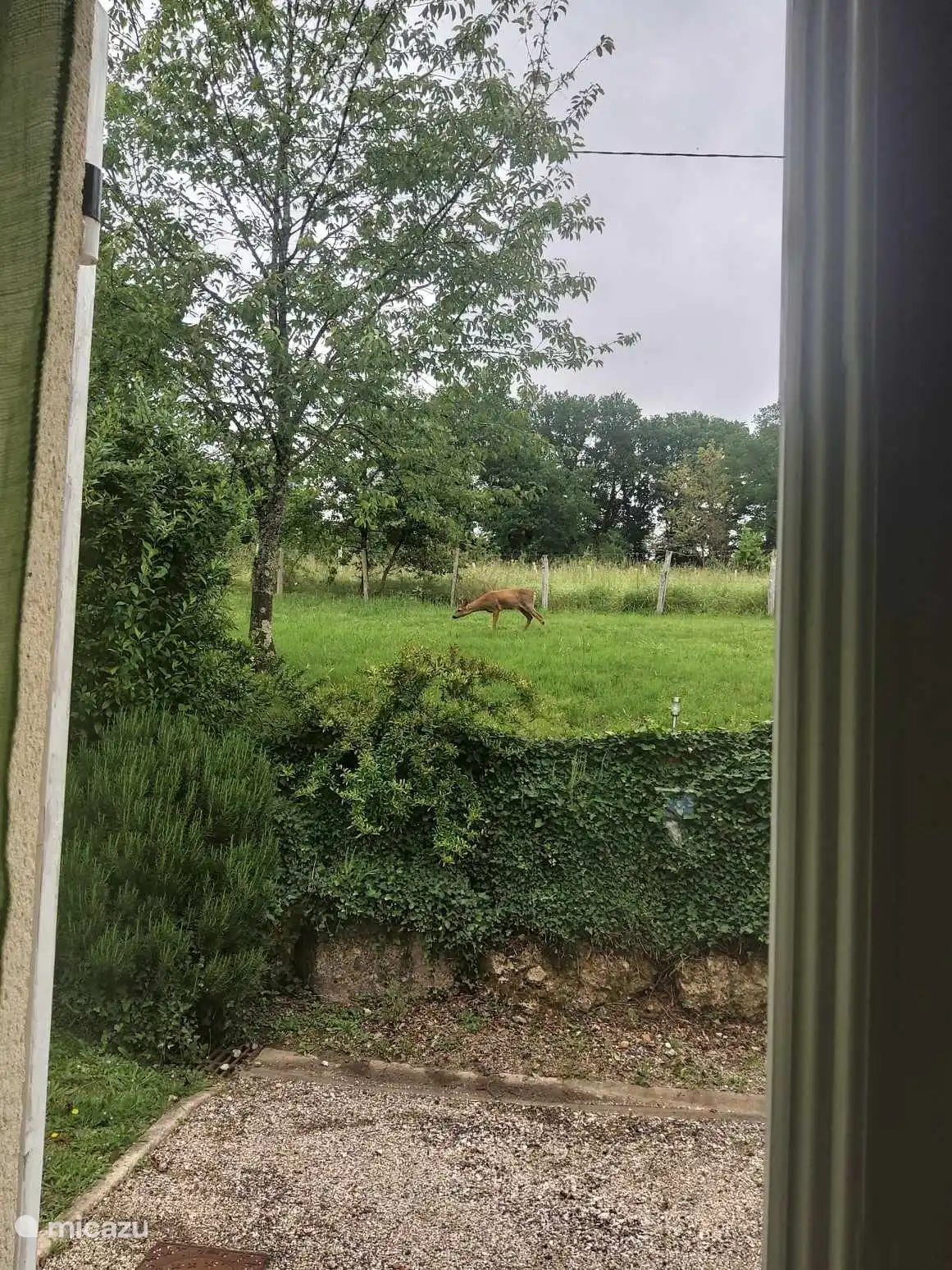 Und wenn Sie sehr ruhig sind ... Gibt es manchmal Besuch von einem Reh im Garten ...