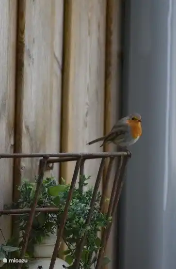 Viele Vögel in unserem Garten