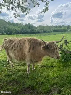 Schöne Kühe und Bullen auf den Wiesen