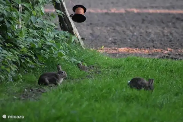 Auch die Kaninchen haben eine tolle Zeit