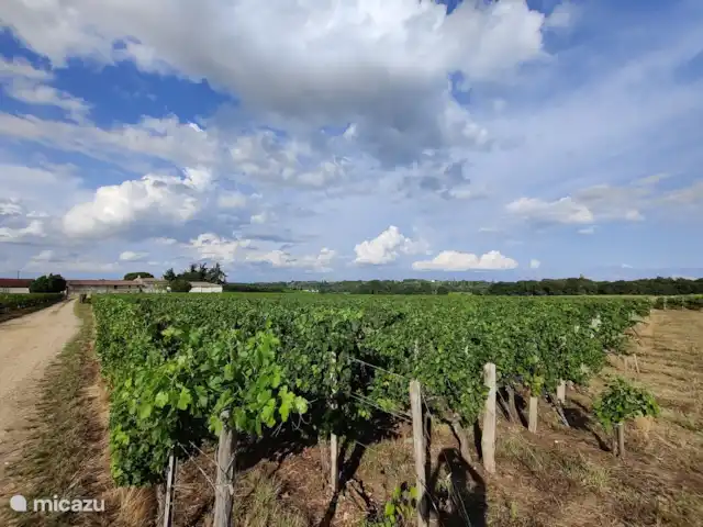 Château le Verdoyer  en Francia, Dordoña, Champs-Romain - mobil home / caravana Viñedos